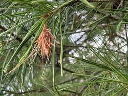 Bagworm on white pine in Washington Co