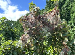 Fall webworm on crabapple