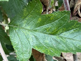 apple chlorotic leaf spot virus on crabapple