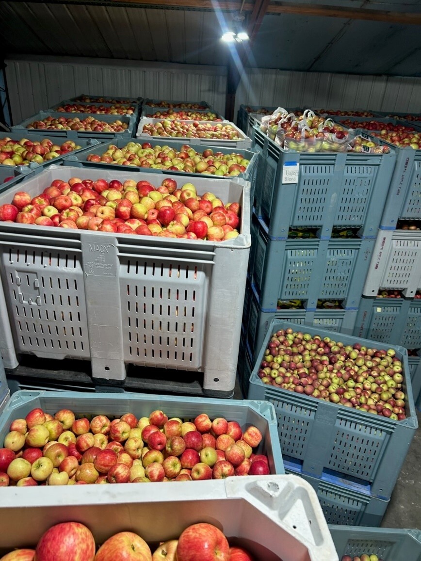 Ecker's Apple Farm's apples in bins of varying heights inside a building.