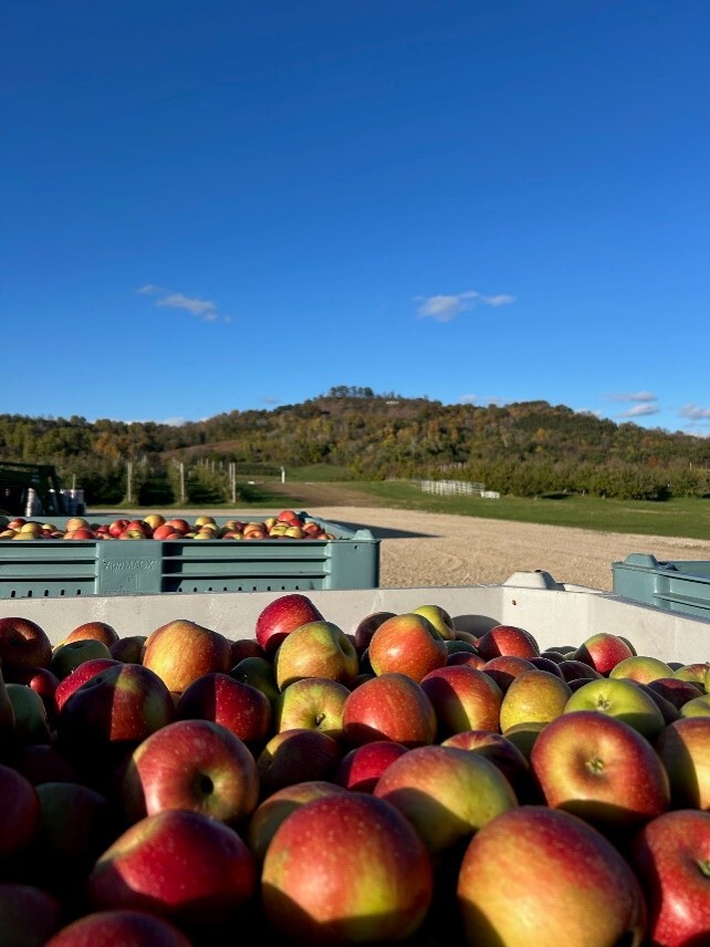 Ecker's apples in bins outside under a blue sky.