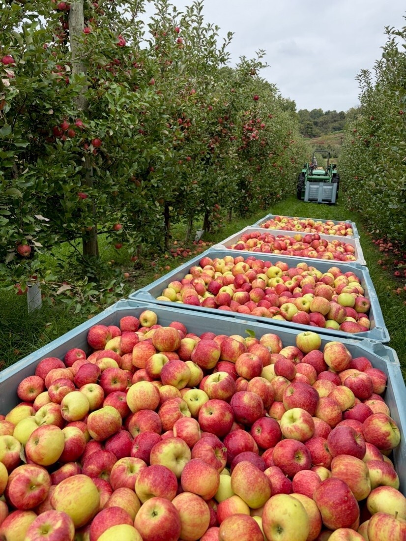 Ecker's Apple Farm apples in bins lining a row of apple trees in an orchard.