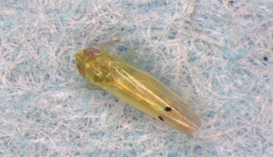 Two-spot cotton leafhopper adult