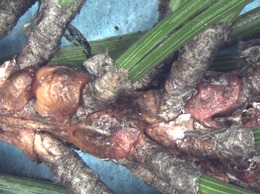 Pine tortoise scale on scotch pine