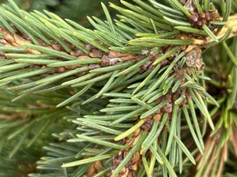 Spruce gall midge on spruce