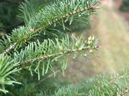 balsam gall midge