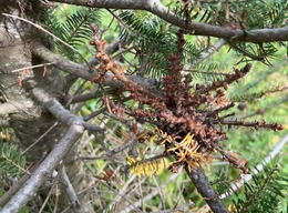 Broom rust of fir on balsam