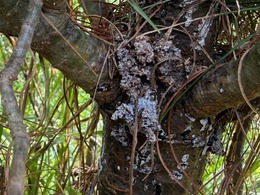 Zimmerman pine moth damage on white pine