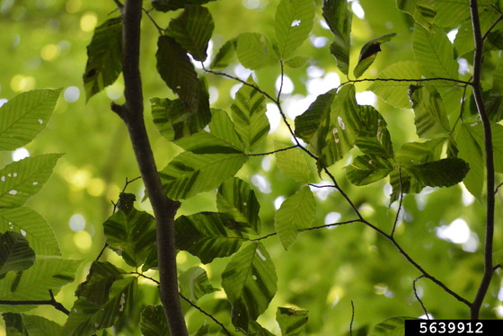 Dark bands on beech leaves caused by beech leaf disease