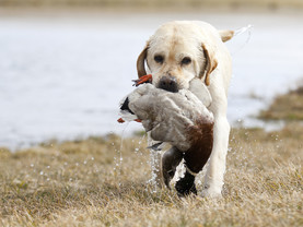 dog duck hunting