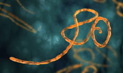 Microscopic view of Ebola virus