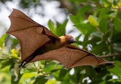 bat