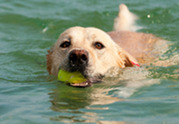 Golden retriever swimming in lake with tennis ball in mouth