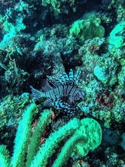 Lionfish on reef