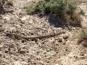 snake in rocky landscape