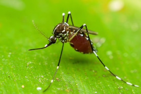 Mosquito on green background