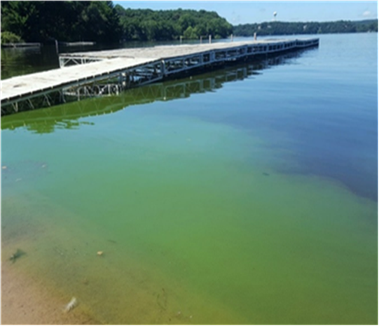 Harmful-Algal-Bloom-2025
