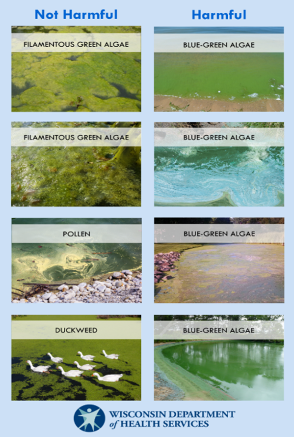 Blue-Green-Algae-Safety-2025