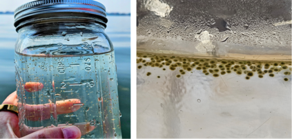 Gleotrichia-2025-Madison