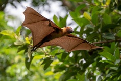 fruit bat