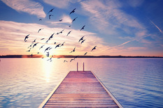 birds flying over water