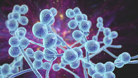 candida fungi