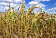A cornfield in a drought.