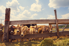 cattle