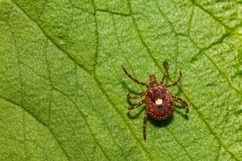 lone star tick