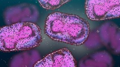 mpox virus