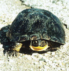Help turtle crossings