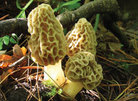 Tracking down wild edible mushrooms
