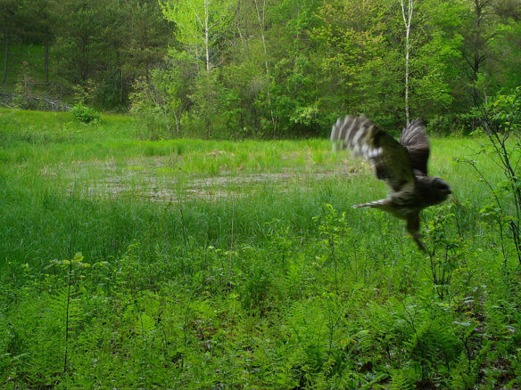 Barred Owl - Marquette