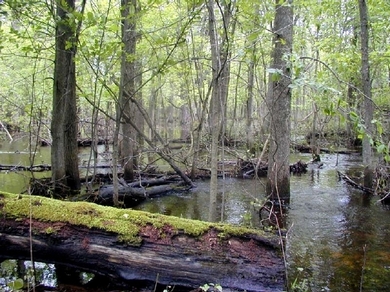 Riparian Wetland