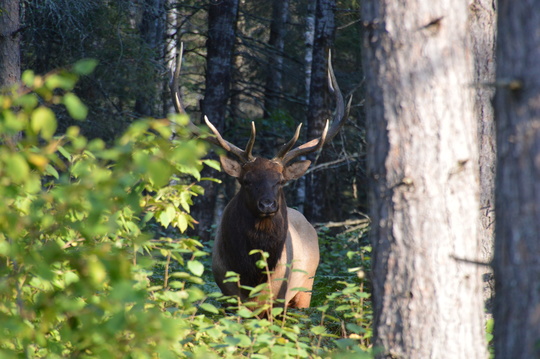 2018 Wisconsin Elk Hunt