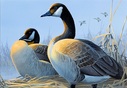 Waterfowl stamp