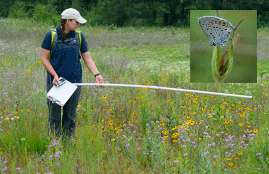 karner blue butterfly monitoring photo