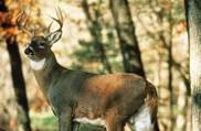 Whitetail buck in autumn