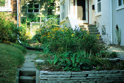 Rain Garden