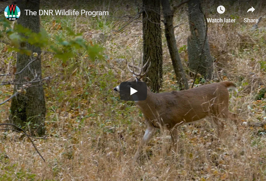 Wildlife management video