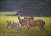 Three deer in summer