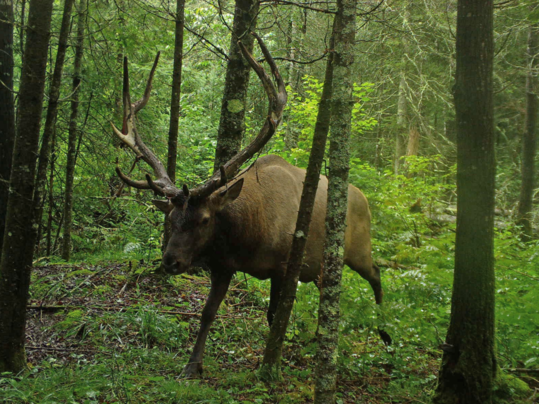A Wisconsin bull elk