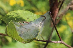 Fall webworm larvae within webbing on branch tip.