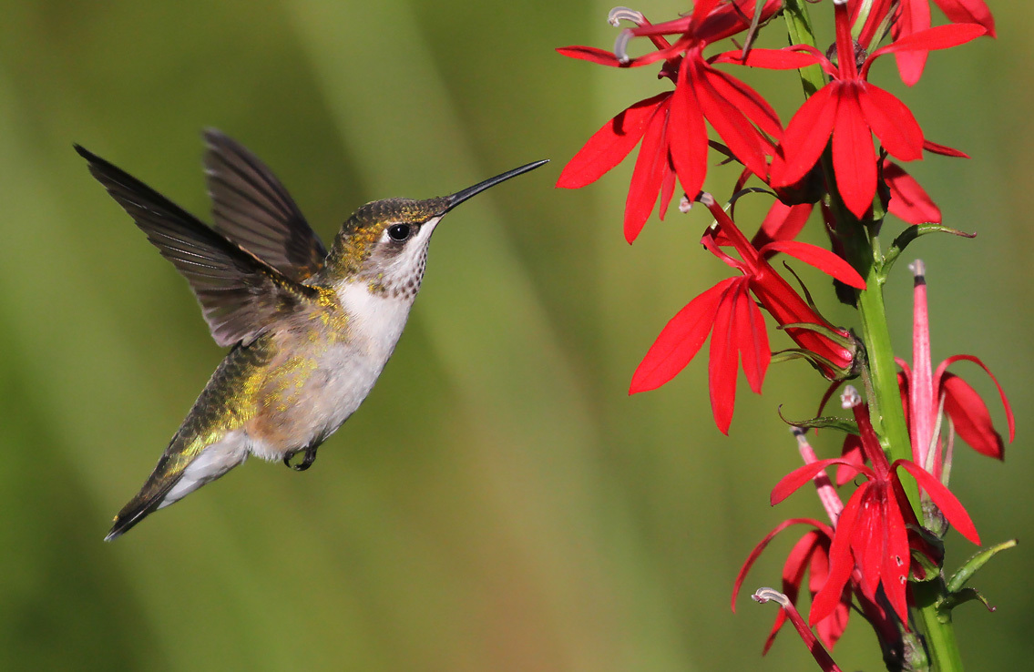 Image of ruby-throated hummingbird on cardinal flower.