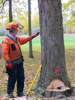 chainsaw trainer demonstrating felling technique