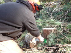 Researcher is kneeling near a pine stump to spray with paint. 