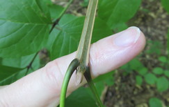 Close-up view of the square stem of a blue ash twig.