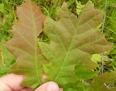 Reddish oak leaves 