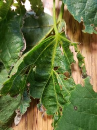 Close-up of damaged basswood leaves. 