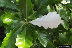 swamp white oak leaves